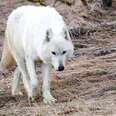 white wolf killed yellowstone