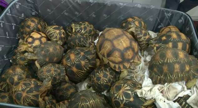 Police Find 330 Smuggled Tortoises Inside Luggage - The Dodo