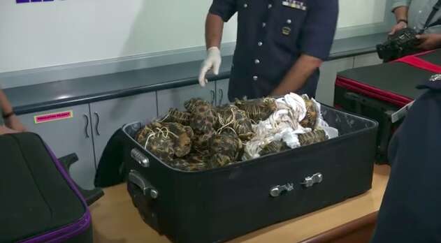 Suitcase containing smuggled tortoises