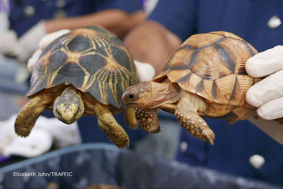 Smuggled tortoises