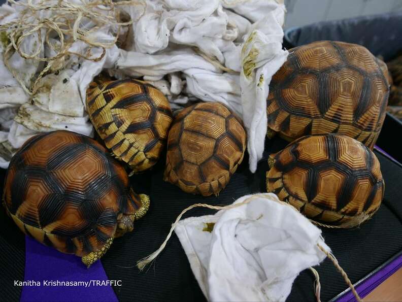 Smuggle tortoises