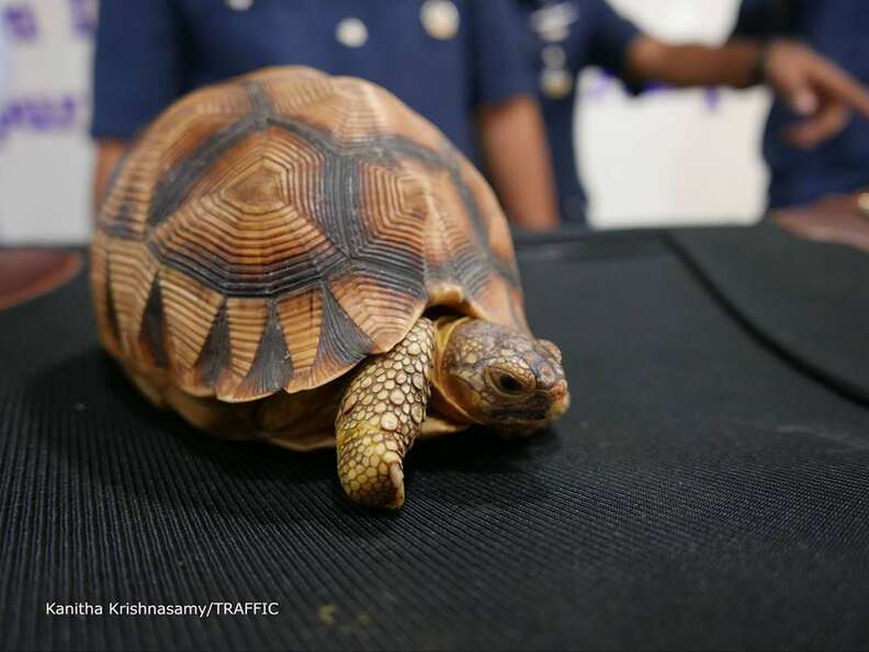 Illegally smuggled tortoise