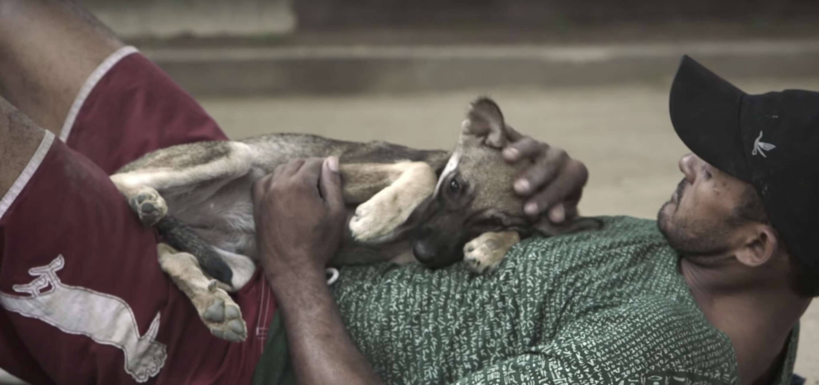 homeless man with dogs