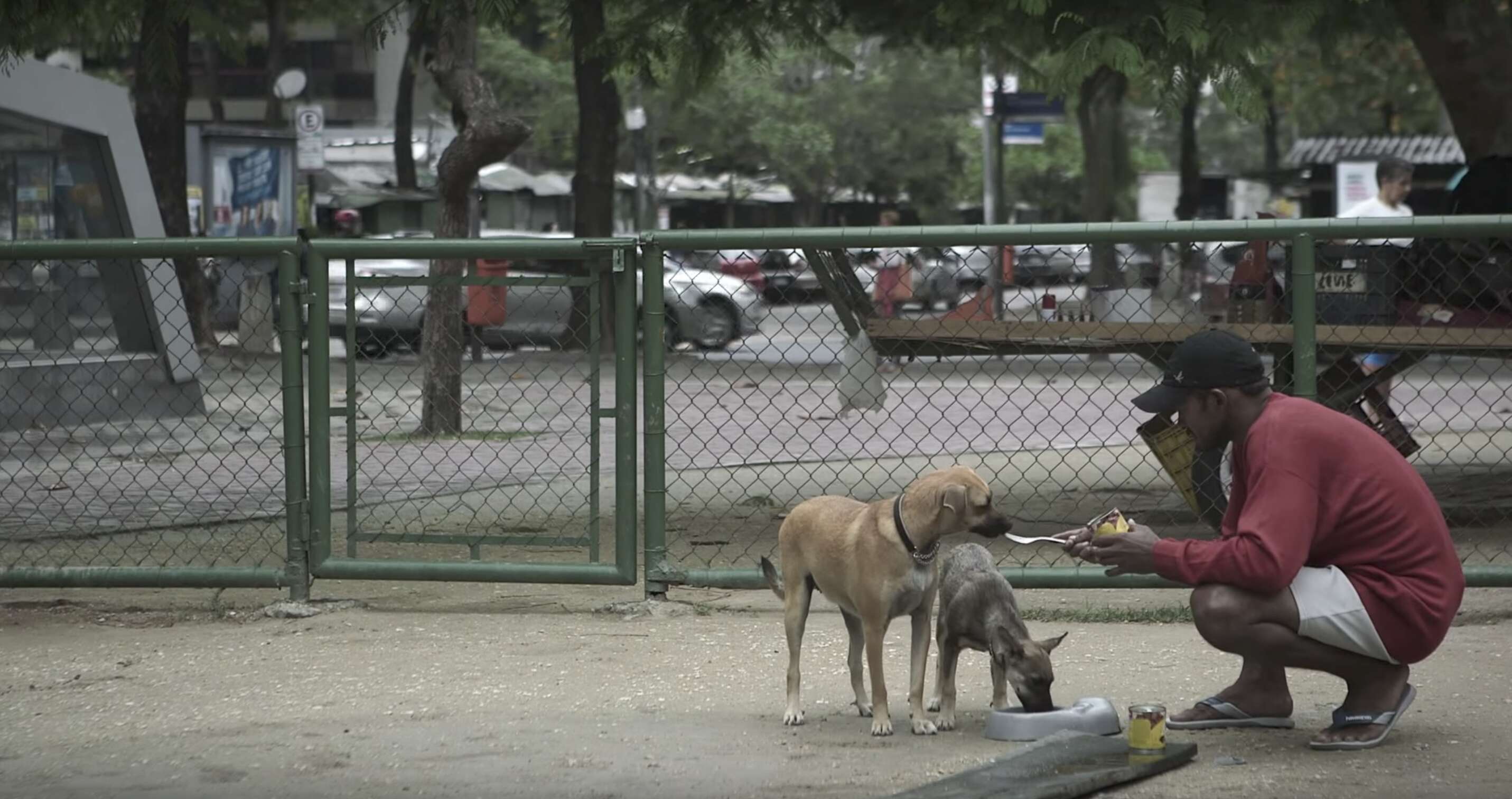 still from field of vision birdie man feeding dog on street