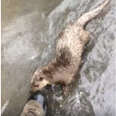 Otter Chases After Man Who Was Trying To Take Her Picture