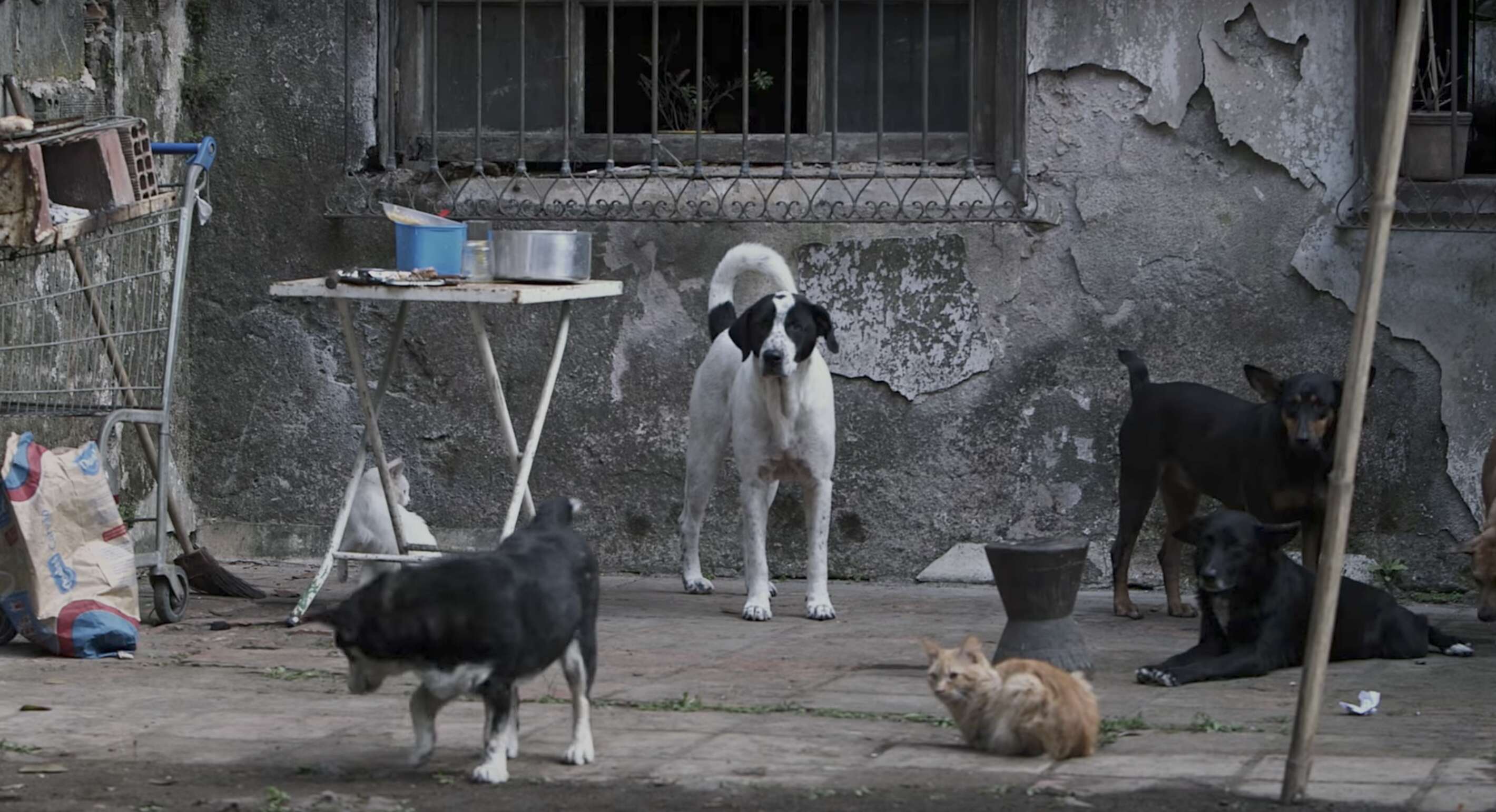 street dogs in brazil