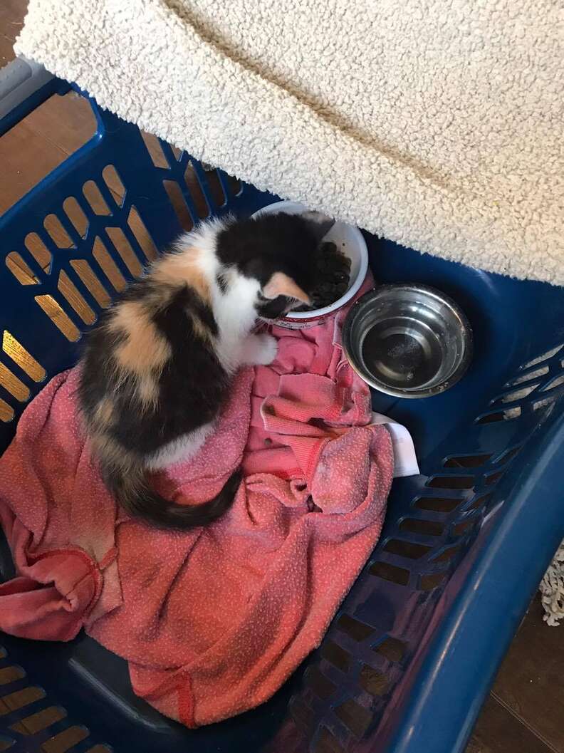 Tiny kitten being given away in Kingston, Ontario