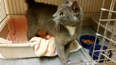 Cat Marked As Bait For Dog Fight Is Rescued The Dodo