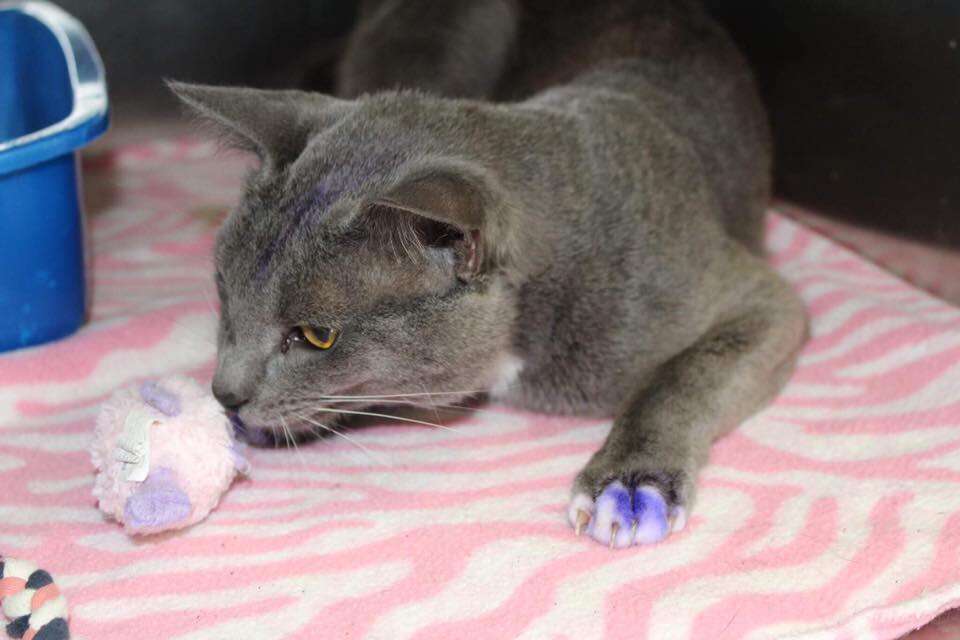 Rescued cat with purple paws