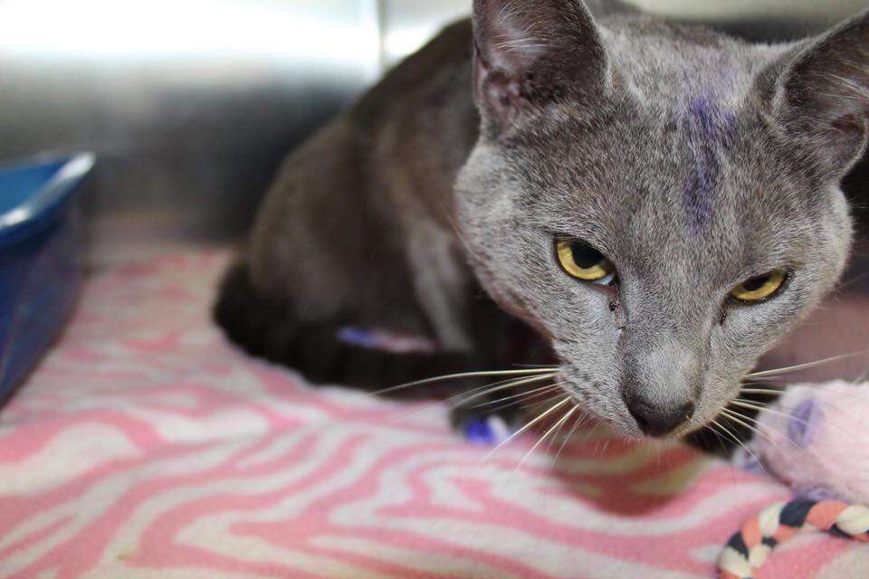 Rescued cat with purple smudge on head