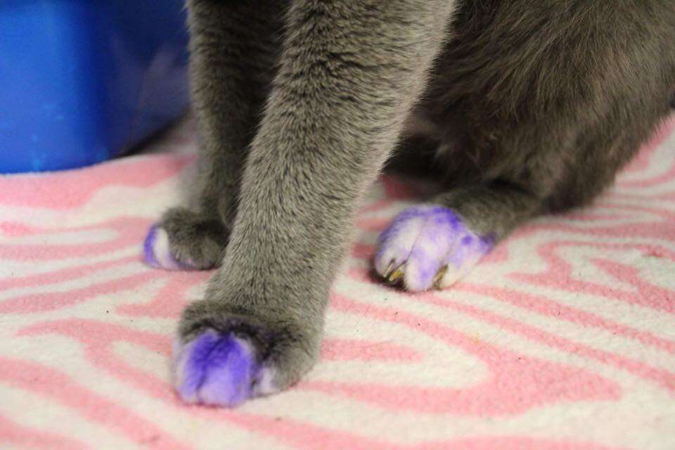 A cat's purple paws