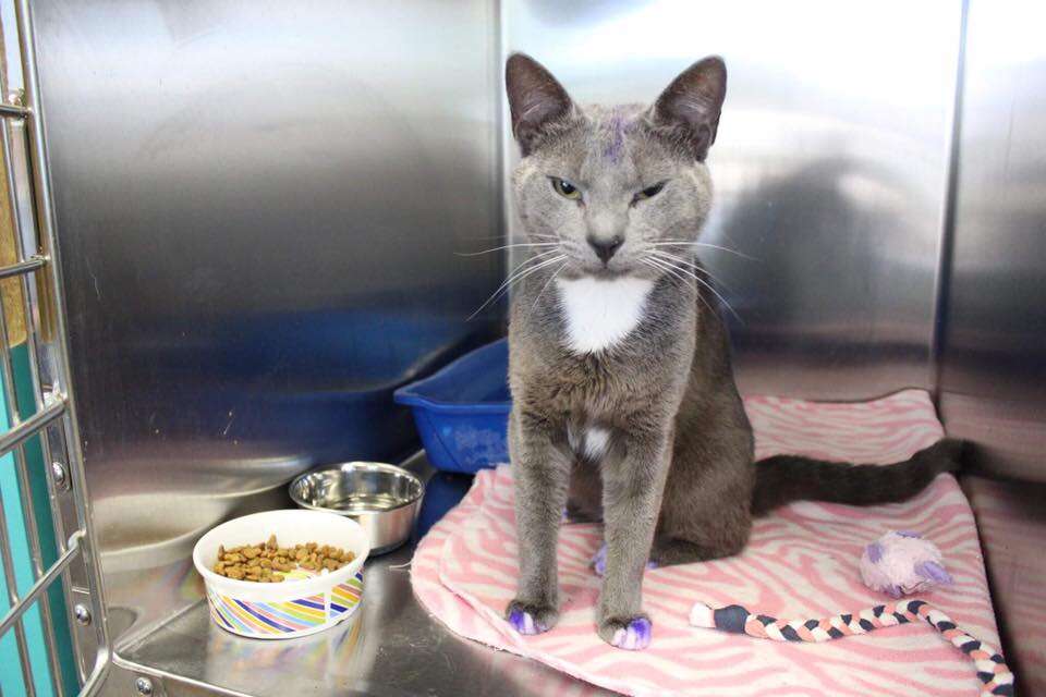 Rescued cat with purple paws