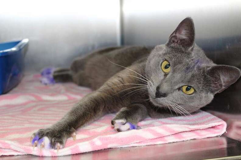 Rescued cat with purple paws