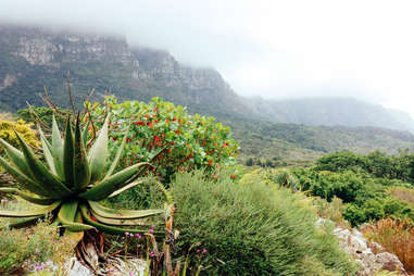 Aloe Barberae trees at Kirstenbosch Botanical Gardens, Cape Town, South Africa