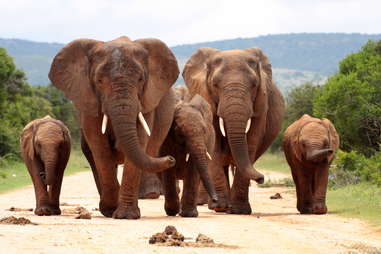 Ando Elephant National Park, South Africa