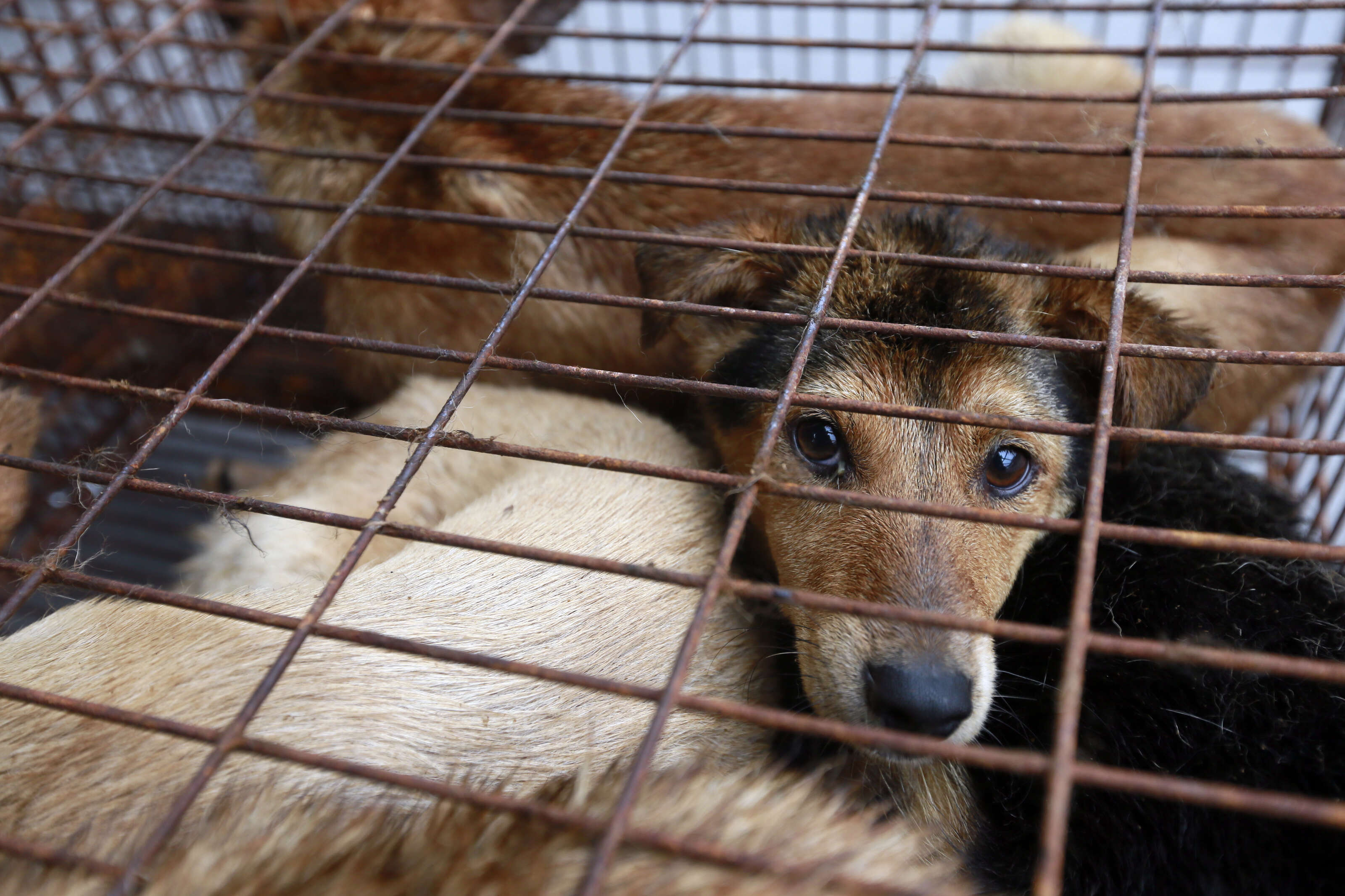 Yulin Bans Dog Meat Sales Days Before Infamous Festival - The Dodo