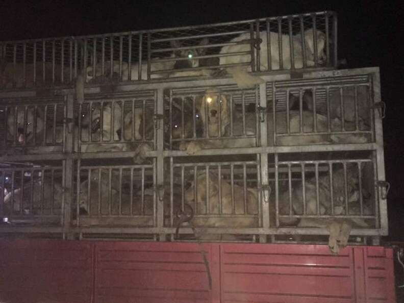 Truck with hundreds of dogs for Northeast China's dog meat market stopped by the Chinese activists