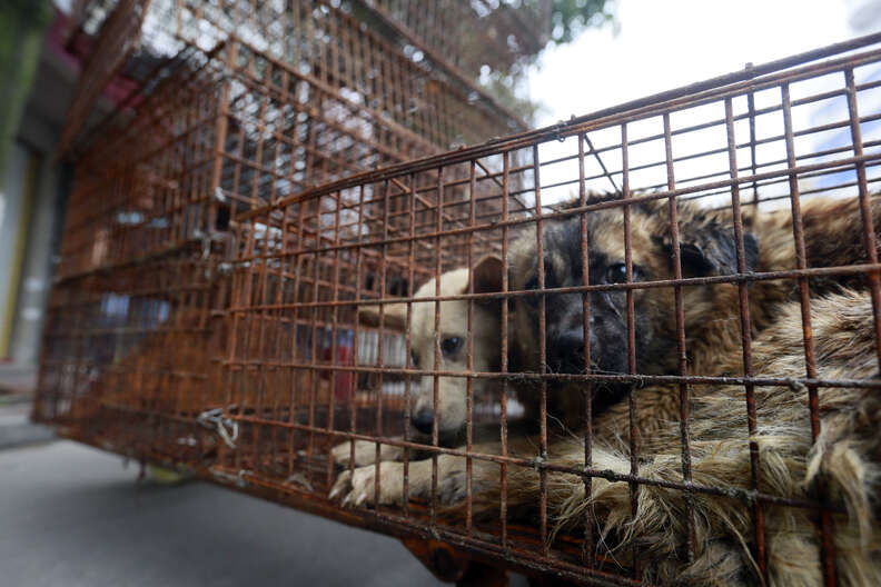 Caged dogs in Yulin 