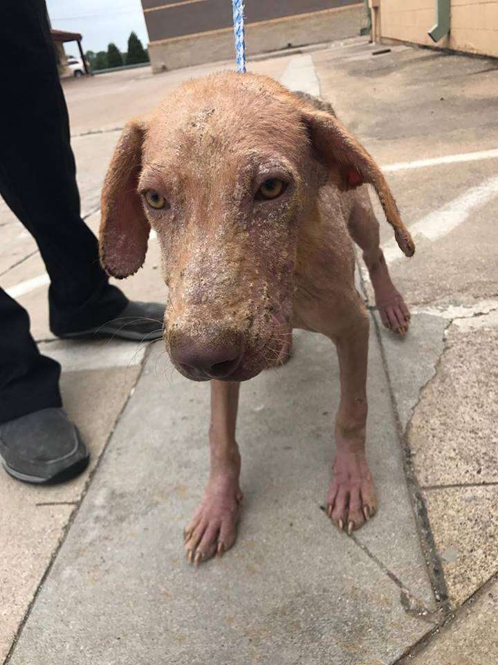 Dog recovering from mange