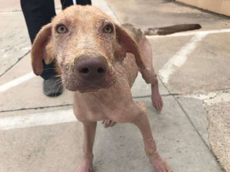 Dog recovering from mange