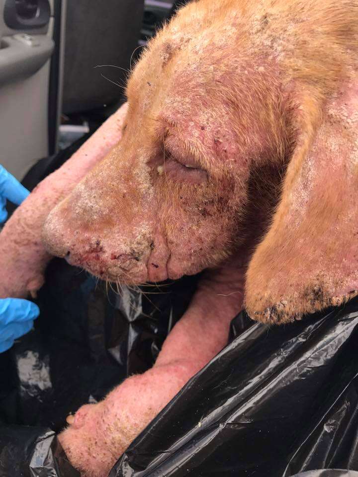 Dog surrendered in plastic garbage bag