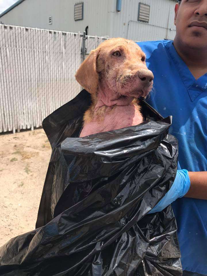 Dog surrendered in plastic garbage bag