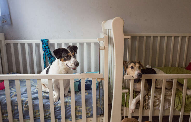 Dogs in crib