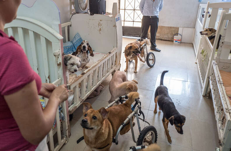 Dog sanctuary