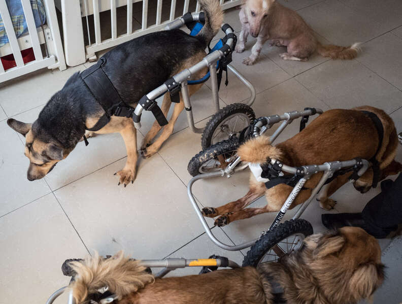 Dogs in wheelchairs