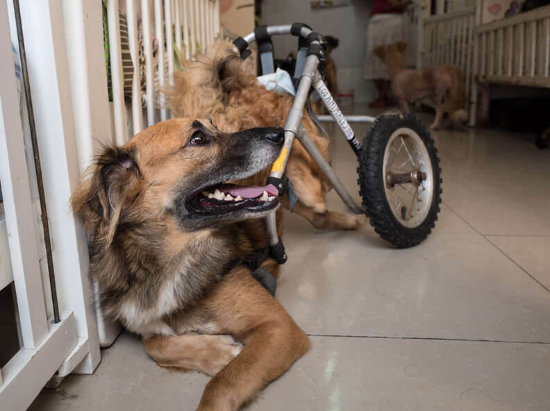 Smiling dog in wheelchair