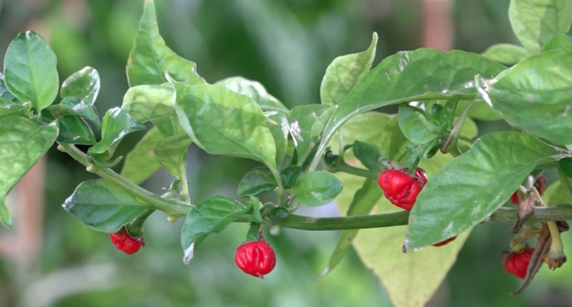 Dragon's Breath Is New Hottest Pepper, Overtaking Carolina Reaper