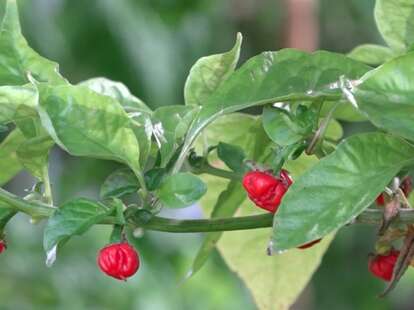 Dragon S Breath Is New Hottest Pepper Overtaking Carolina Reaper Thrillist Dragon S Breath Is New Hottest Pepper Overtaking Carolina Reaper Thrillist