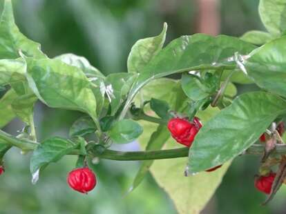 Dragon S Breath Is New Hottest Pepper Overtaking Carolina Reaper Thrillist