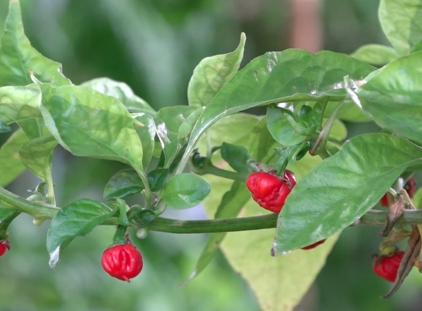 Dragon S Breath Is New Hottest Pepper Overtaking Carolina Reaper Thrillist