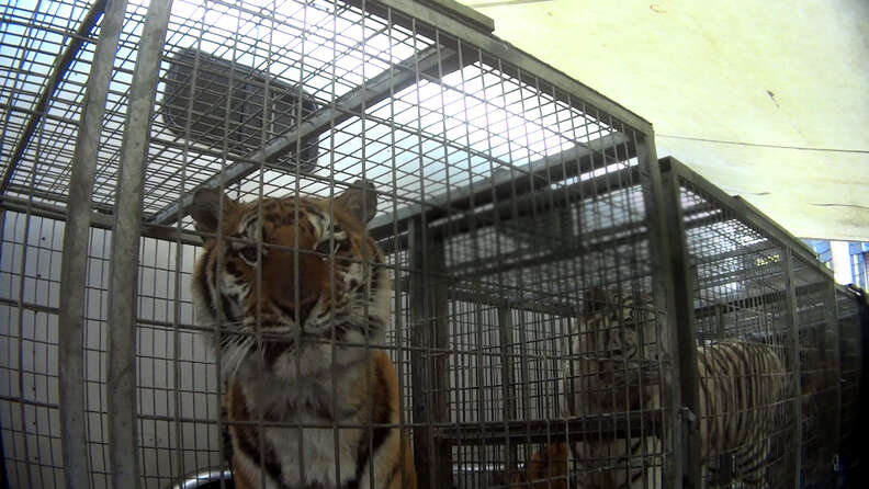 Circus tiger in small transport cage
