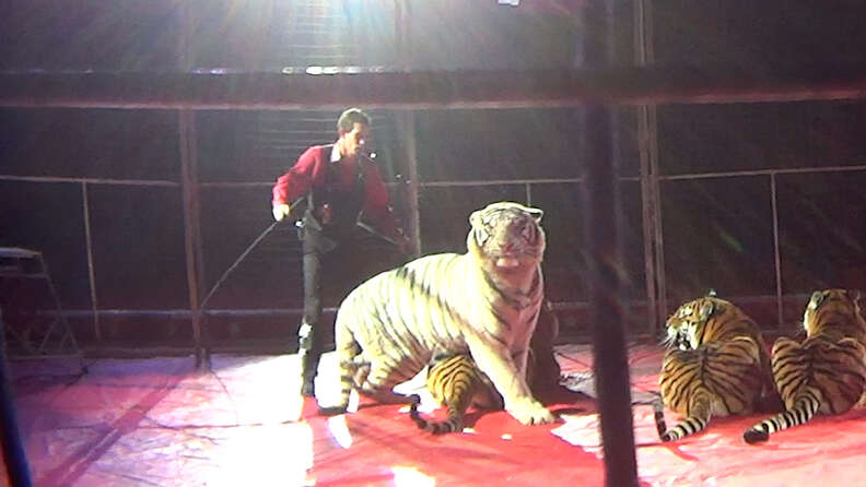 circus tigers being trained