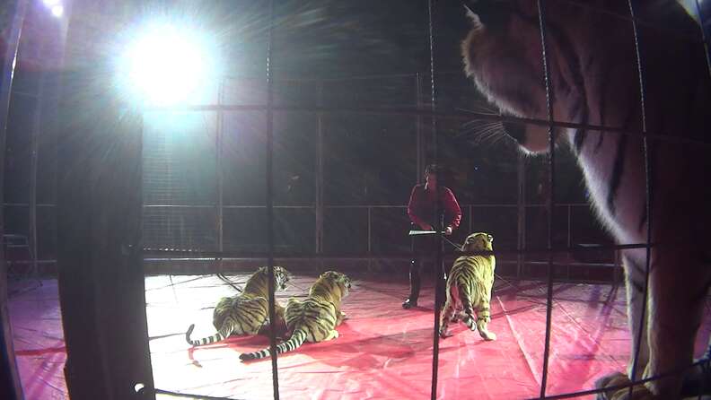 circus tigers performing