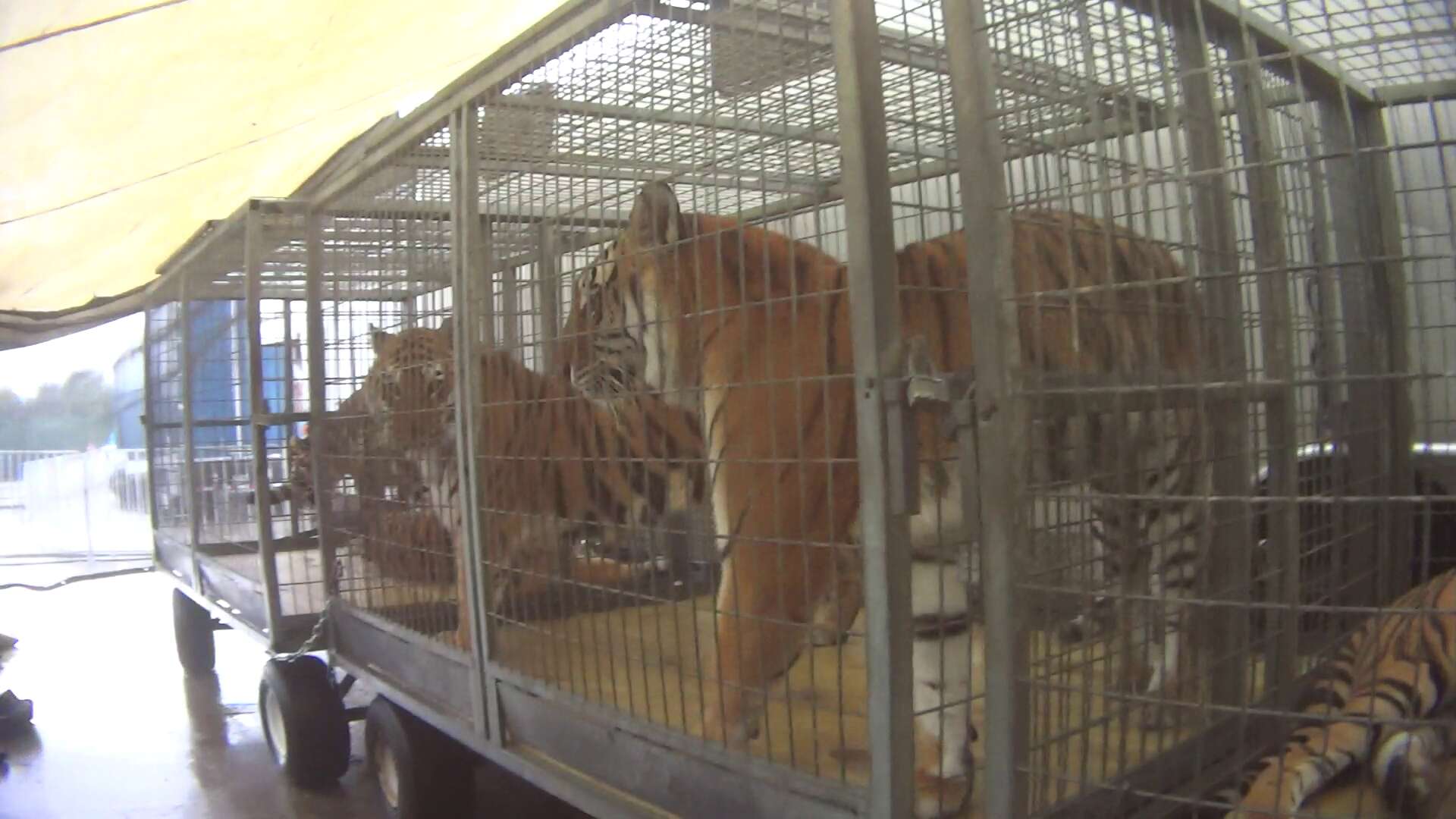 circus tigers kept in small crates