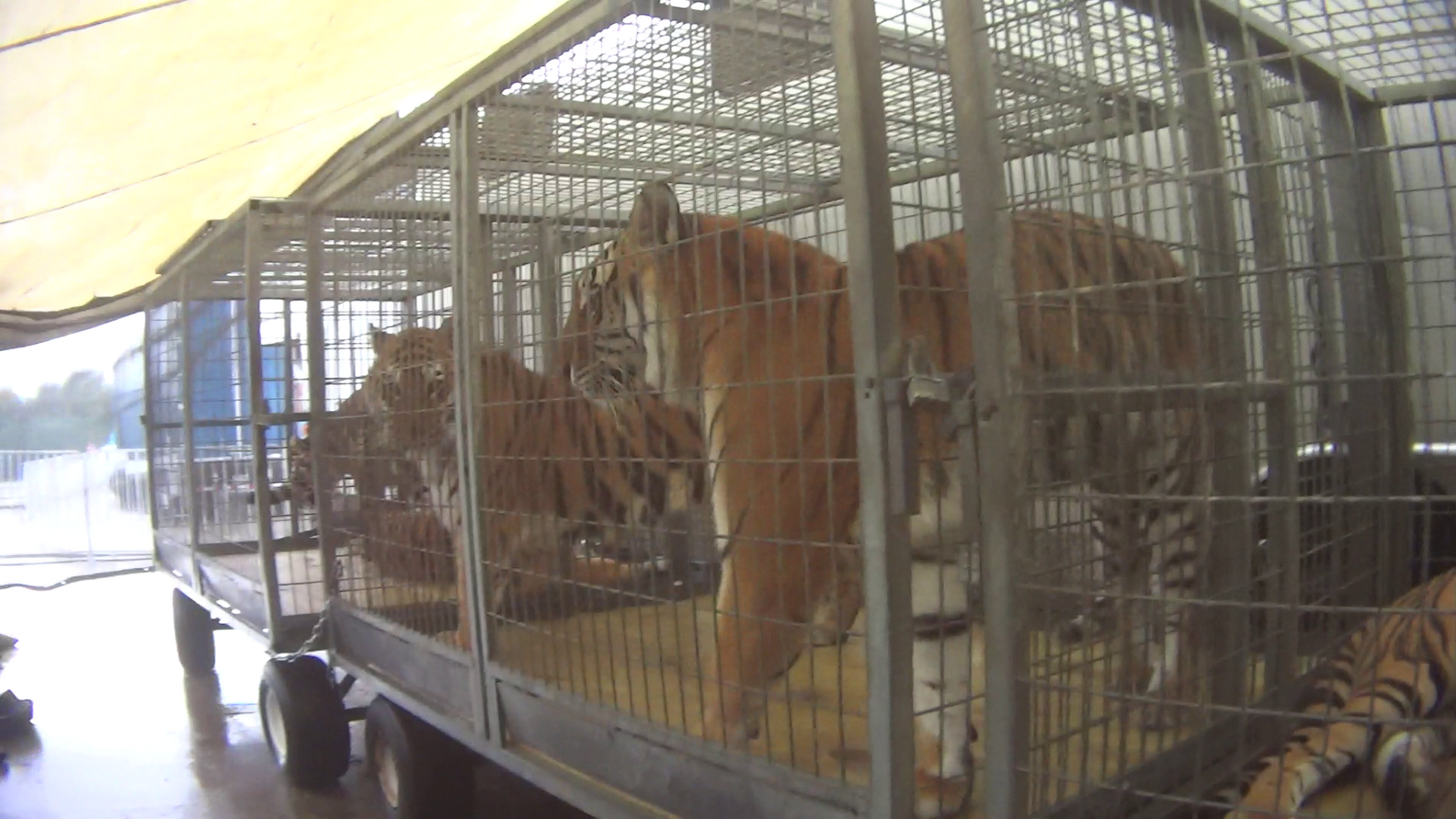 Circus Tigers Abused And Neglected, Alleges Undercover Investigation