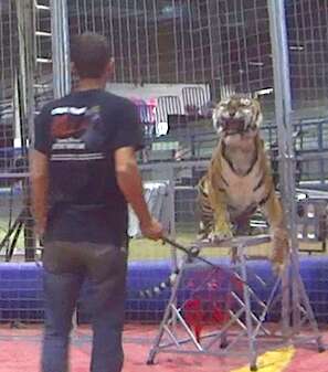 circus tiger being trained