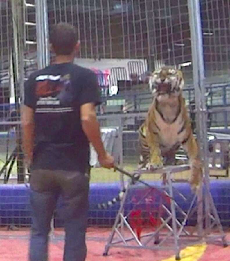 Circus Tigers Abused And Neglected, Alleges Undercover Investigation - The  Dodo