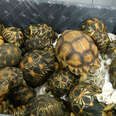 Hundreds Of Tortoises Found Smuggled In A Suitcase