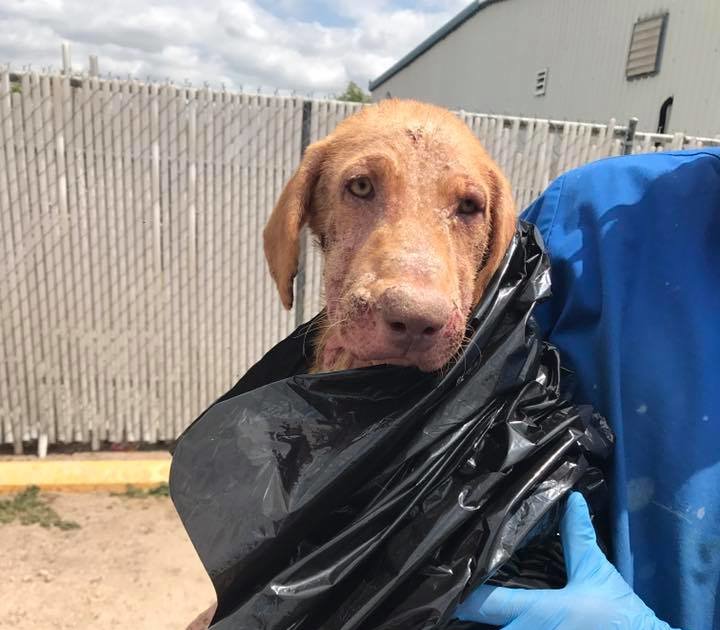 Sick Dog Surrendered To Shelter In Garbage Bag The Dodo