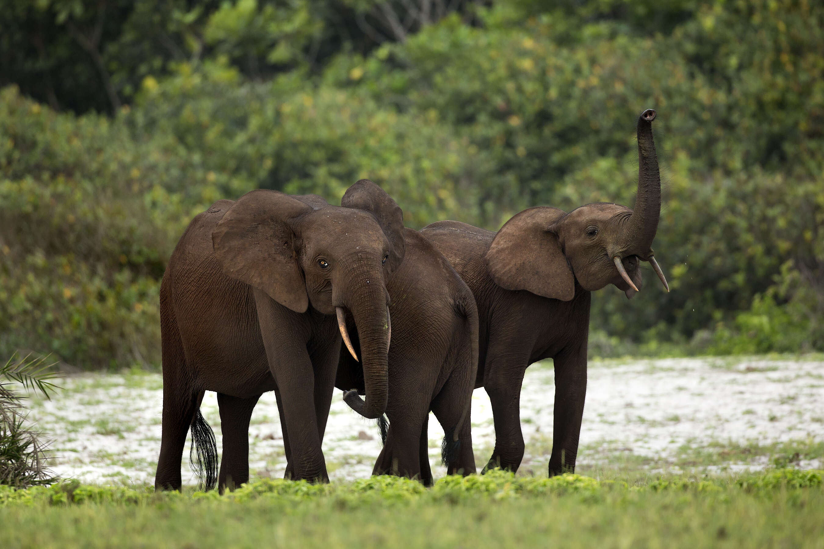 Gabon forest elephants