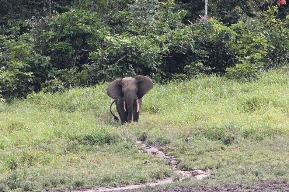 Gabon forest elephant
