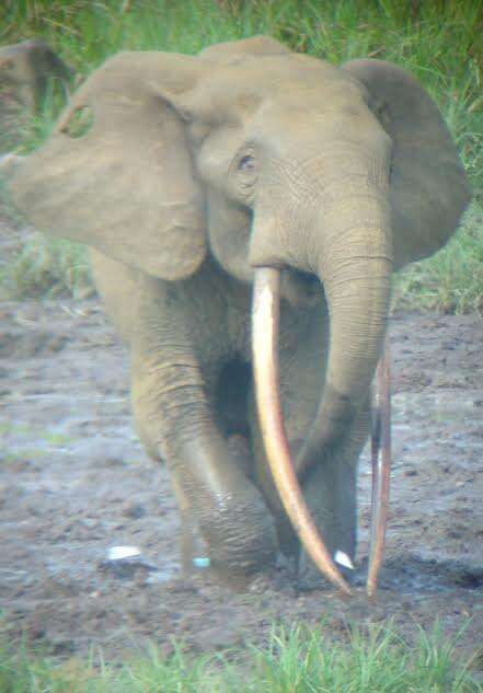 Gabon forest elephant