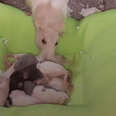 Rat Mom Tucks Her Babies In