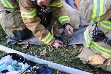 dog finds cat after fire