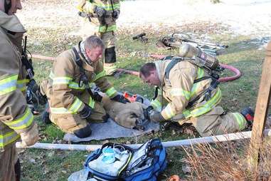 dog finds cat after fire