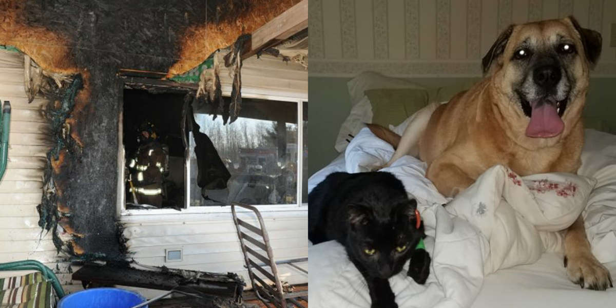 Cat Found Under Floorboard Of Burned Home 2 Months After Fire - The Dodo
